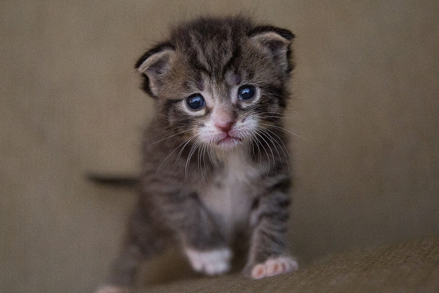 Cute tiny tabby kitten with blue eyes walking forward