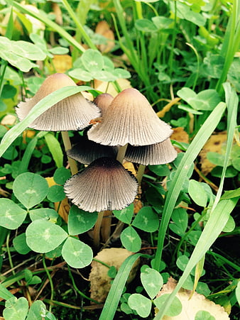 Cluster of small brown mushrooms in green clover grass
