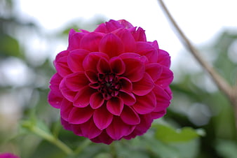 Vibrant Pink Dahlia Flower Close-Up