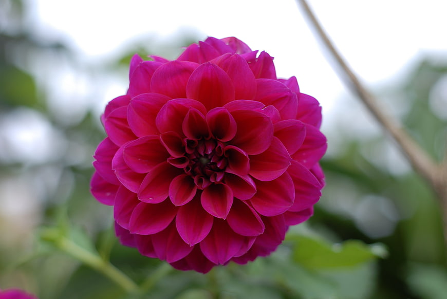 Vibrant Pink Dahlia Flower Close-Up