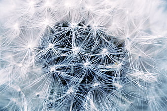 Macro Photography of Dandelion Seeds in Blue Tones