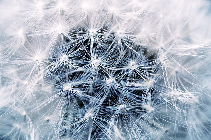 Macro Photography of Dandelion Seeds in Blue Tones