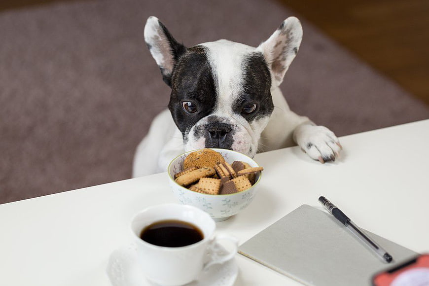 French Bulldog Puppy Stealing Biscuits from Table