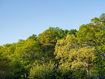 Lush Green Trees Against Clear Blue Sky
