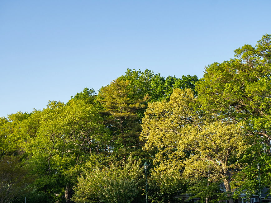 Lush Green Trees Against Clear Blue Sky