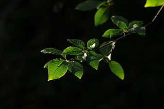 Sunlit green leaves on a branch against a dark background