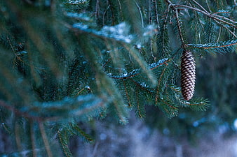 Close-up of spruce branch with pine cone in winter forest