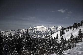 Snowy Mountain Landscape with Pine Forest in Winter