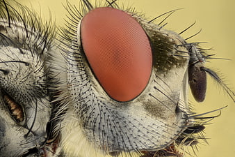 Extreme Macro Close-Up of Fly Head and Red Compound Eye