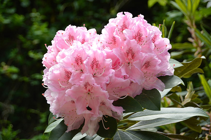 Close-up of Pink Rhododendron Flowers in Bloom