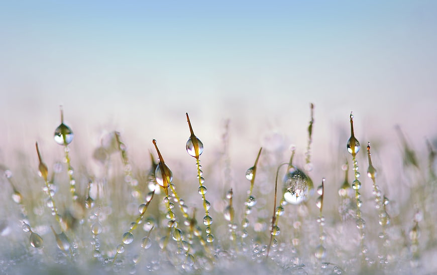 Macro photography of dew drops on grass blades in morning light
