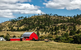 Red Barn on Rural Hillside with Pine Trees