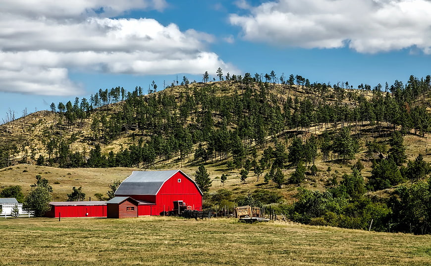 Red Barn on Rural Hillside with Pine Trees