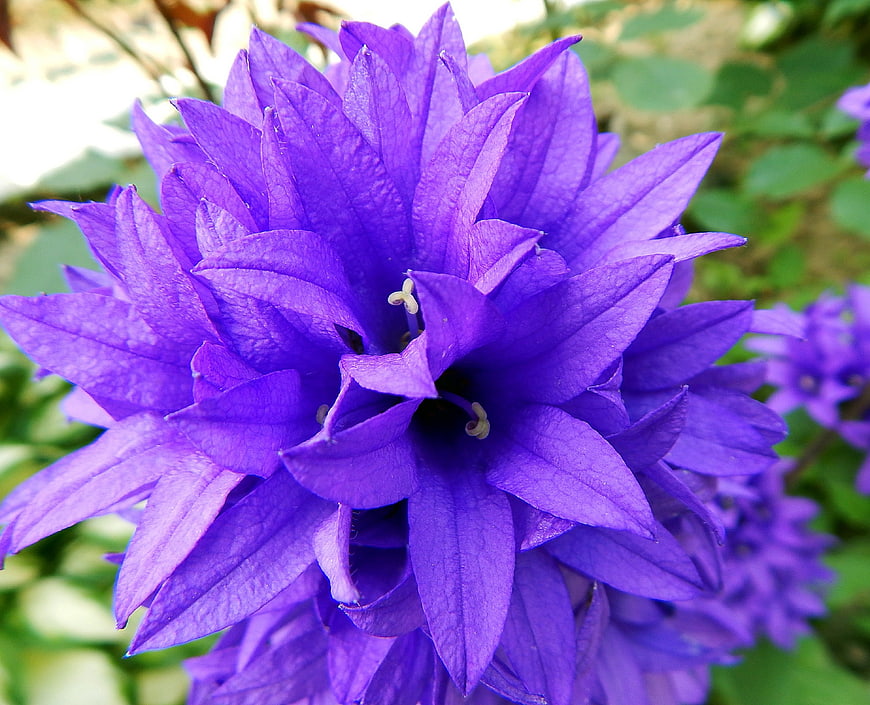 Close-up of vibrant purple balloon flower with green background