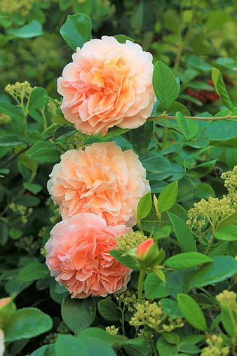 Three Peach Roses in a Lush Green Garden