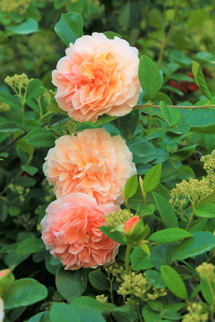 Three Peach Roses in a Lush Green Garden
