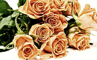 Close-up of a bouquet of peach and cream roses with green leaves
