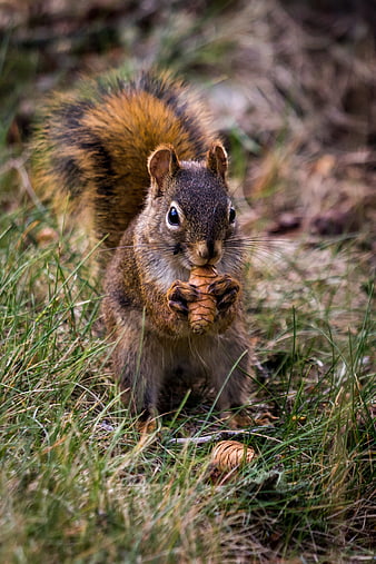 Wild Squirrel Eating Pine Cone In Forest Grass