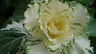 Close-up of ornamental kale with white and green ruffled leaves