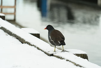 Moorhen Standing on Snowy Dock Edge