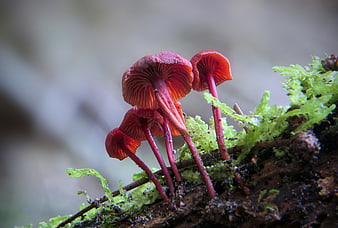 Close-up of vibrant red mushrooms growing on mossy log