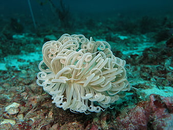 White Sea Anemone on Coral Reef Underwater