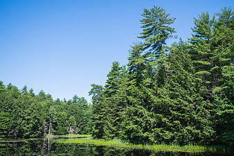 Serene Pine Forest Lake with Blue Sky Reflection