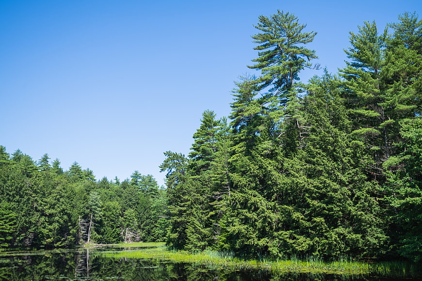 Serene Pine Forest Lake with Blue Sky Reflection