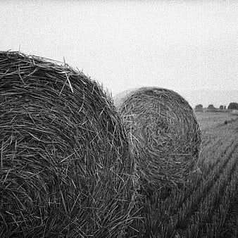 Black and White Hay Bales in Harvested Field