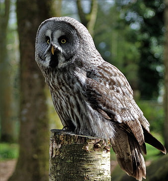 Grey Owl Perched on Tree Stump in Forest