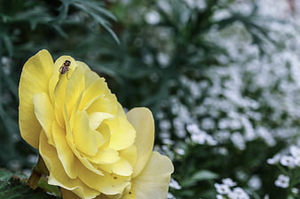Yellow Rose with Insect on Petal in Garden