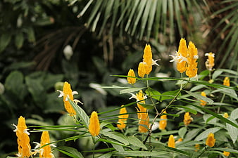 Golden shrimp plant flowers blooming in lush garden