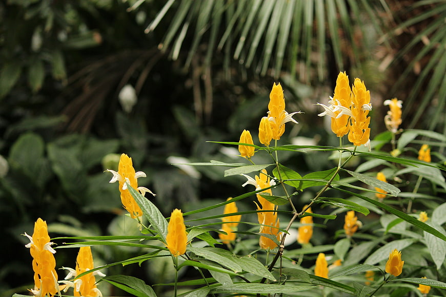 Golden shrimp plant flowers blooming in lush garden