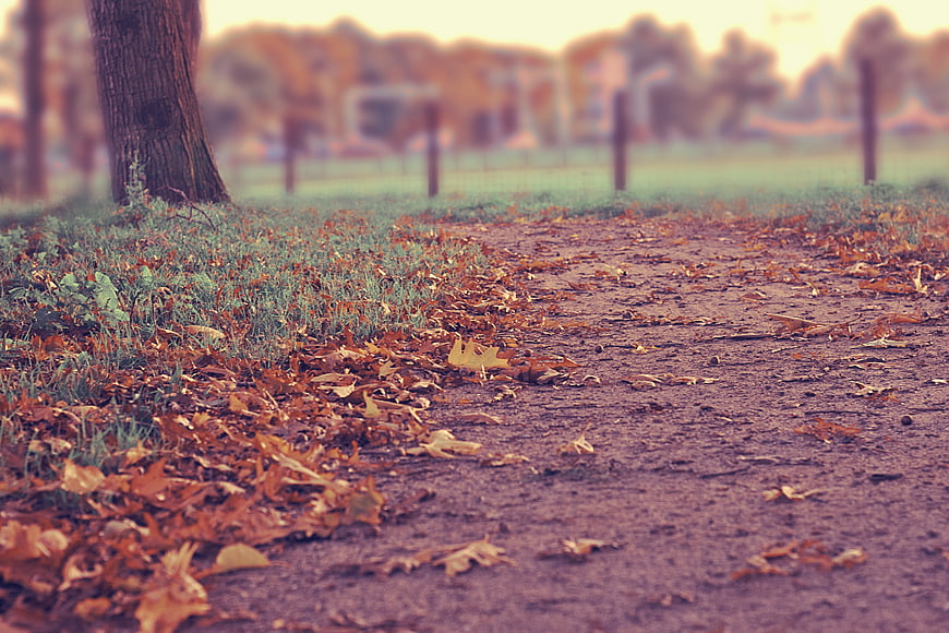 Autumn dirt path with fallen leaves and blurred background