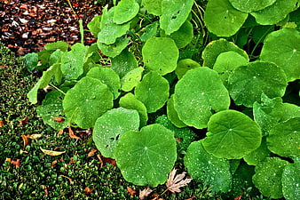 Close-up of green nasturtium leaves with water droplets