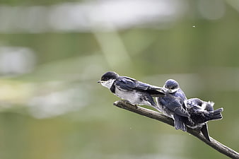 Three Tree Swallows Perched on a Branch