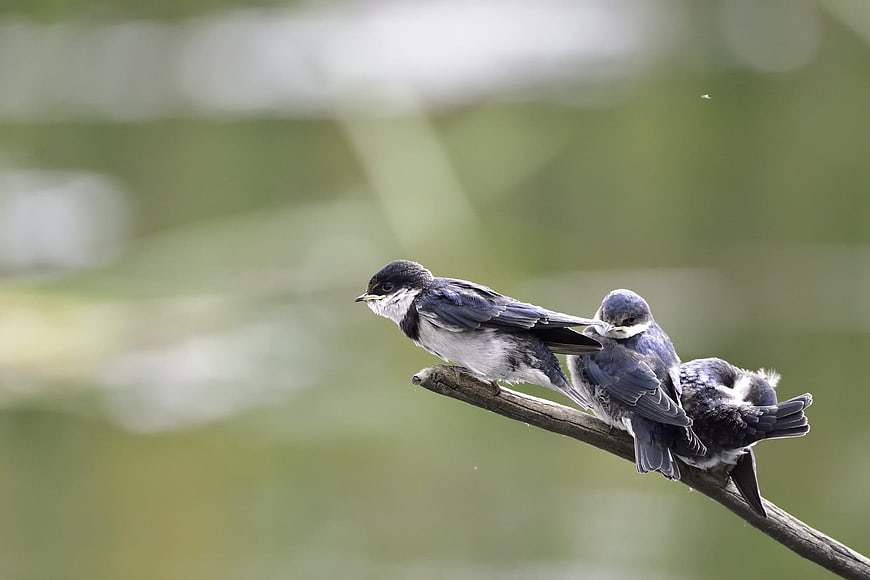 Three Tree Swallows Perched on a Branch