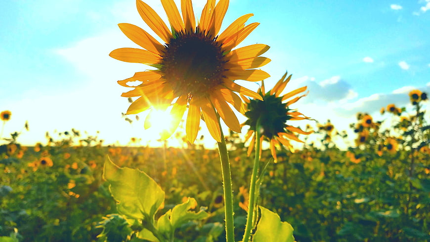 Sunlit Sunflower Field at Golden Hour