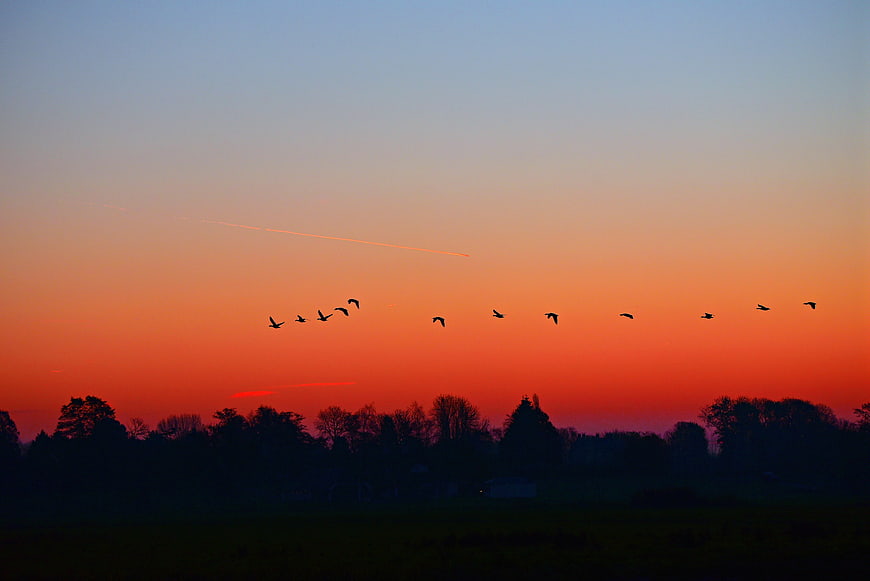 Silhouetted Birds Flying Across Vibrant Sunset Sky Over Tree Line