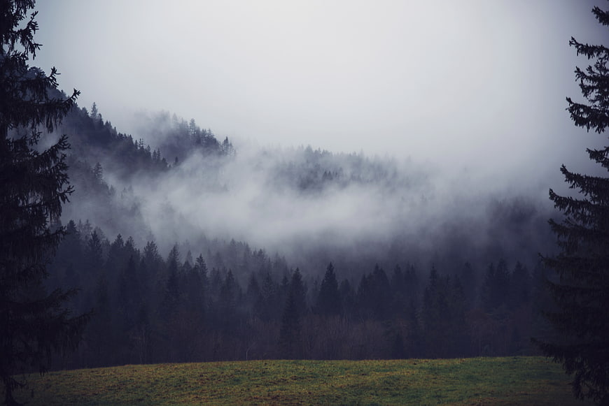 Misty Mountain Forest Landscape with Foggy Trees