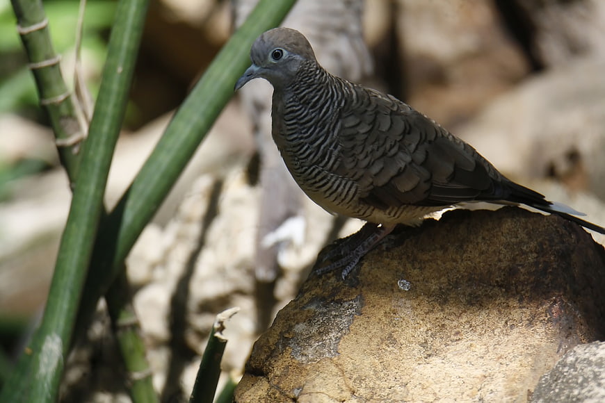 Zebra Dove Perched on Rock in Natural Habitat