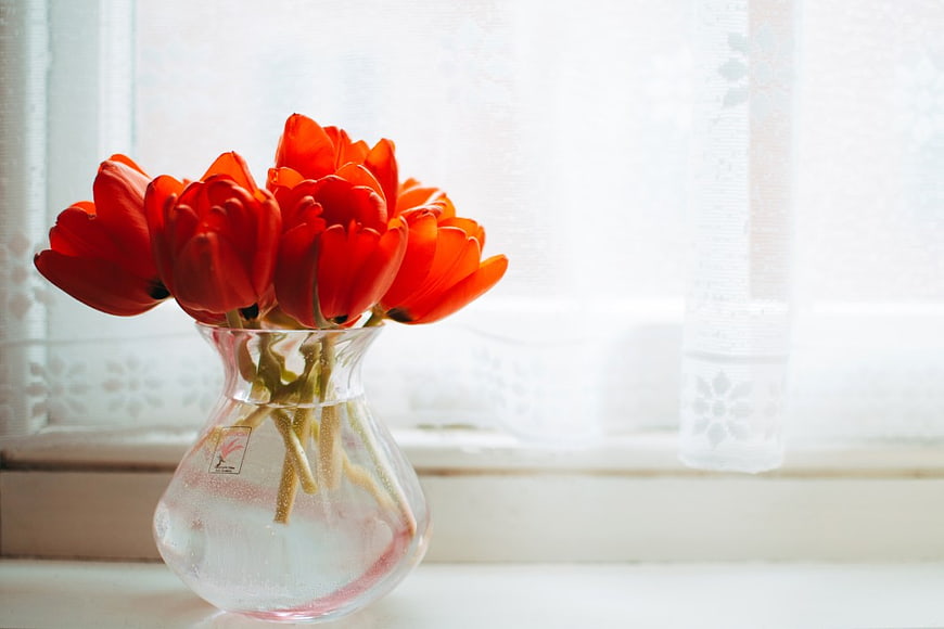 Red Tulips in Glass Vase on Window Sill
