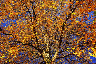 Low angle view of birch tree with golden autumn leaves against blue sky