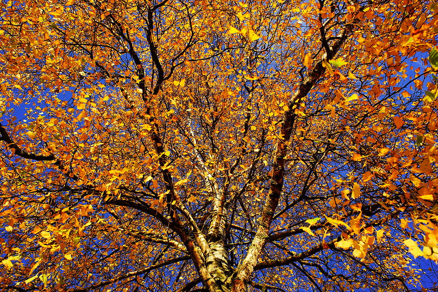 Low angle view of birch tree with golden autumn leaves against blue sky