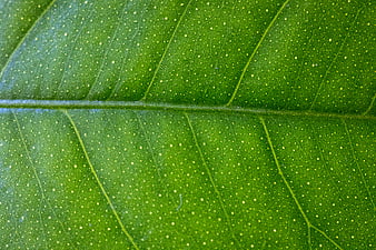 Macro texture of green leaf with veins and dots