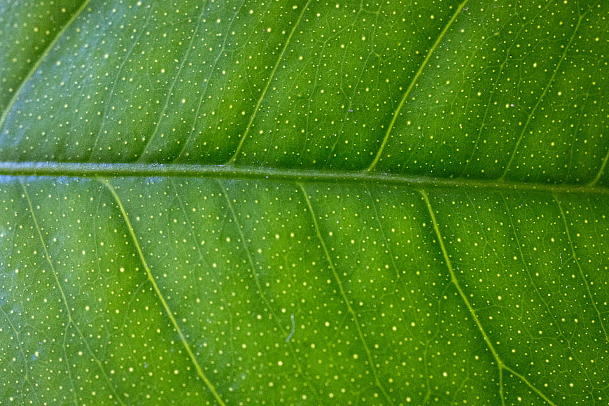 Macro texture of green leaf with veins and dots