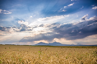 Golden Wheat Field with Dramatic Sunbeams and Distant Mountains