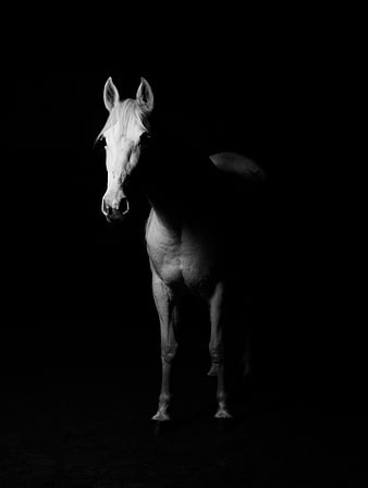 Dramatic Black and White Portrait of a White Horse