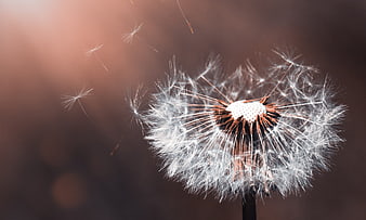 Close-up of Dandelion Seeds Blowing in the Wind
