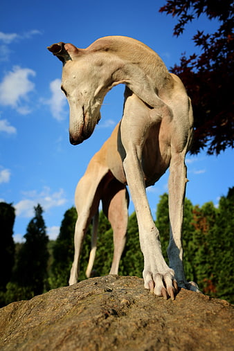 Low angle view of a whippet scratching its neck on a rock